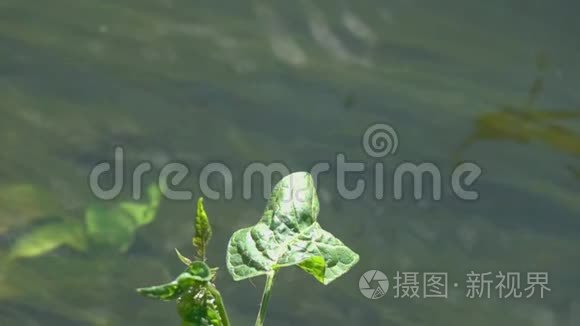 蜻蜓美丽的蓑羽伞翼虫在水流上慢动作特写