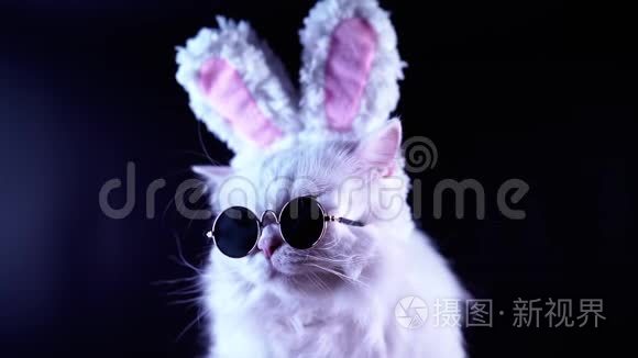 时尚太阳镜和柔软的兔子耳朵里的滑稽猫的肖像。 演播室录像