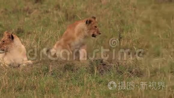 非洲狮子，潘特拉里奥，小组站在布什附近，小熊与马累，桑布鲁公园在肯尼亚，