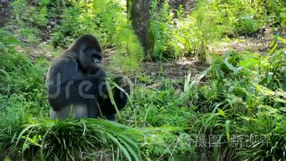 银背大猩猩吃树叶视频