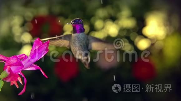 慢动作雄蜂鸟雨天赏粉花