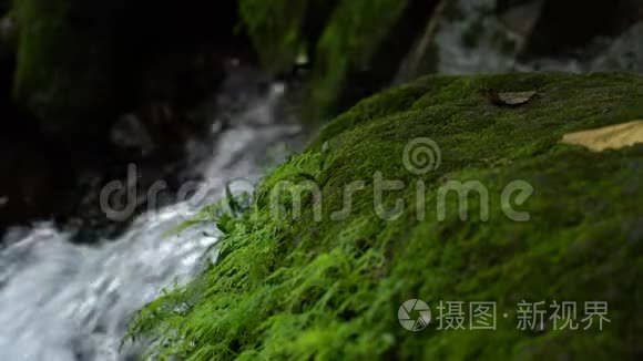 雨林中的绿色苔藓和瀑布视频