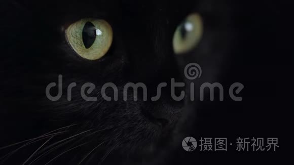 特写一只绿色眼睛的黑色毛茸茸的猫的肖像。 万圣节标志