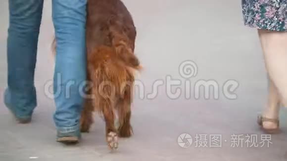 一对带宠物狗的夫妇在公园里散步男人和女人带着爱尔兰赛特犬和哈士奇散步