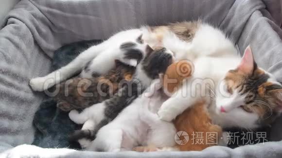 哺乳小猫。 快乐的猫科动物。 猫妈妈喂奶，照顾她可爱的小猫。 妈妈的猫