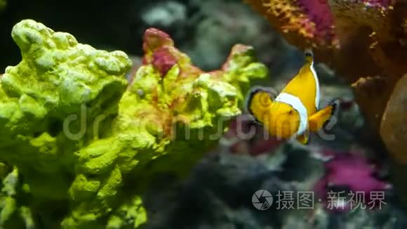 水族馆珊瑚附近的小丑鱼。 在水族馆黑色背景的各种雄伟珊瑚附近游泳的小丑鱼