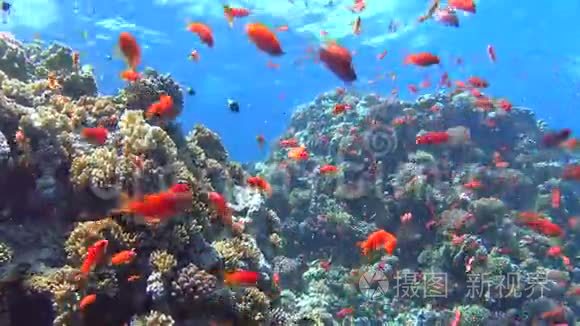 带鱼群的热带珊瑚礁景象视频