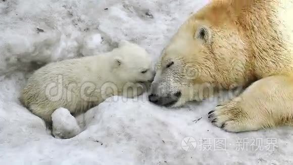 极地母熊抱着熊宝宝视频