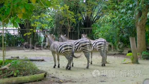 三只斑马在动物园摇尾巴视频
