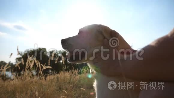 雄性的手抚摸着大自然。 拉布拉多或金毛猎犬和主人坐在绿草上。 太阳光线