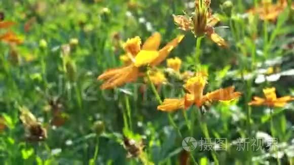 花园里的黄花