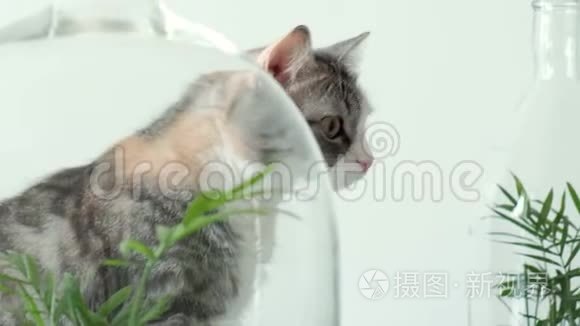 一只宠物猫用玻璃罐在被子下面嗅绿色植物。