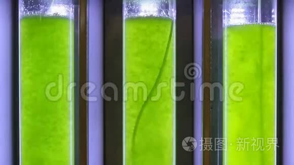 无缝环，藻类燃料生物燃料工业实验室中的光生物反应器。