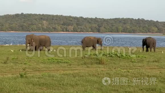 斯里兰卡的大象群视频