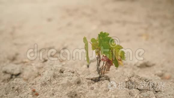 在干砂土壤上生长的小型植物。 4K.