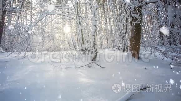 在森林里下雪视频