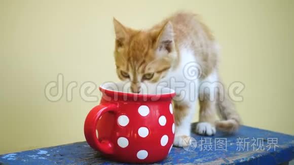 小猫喝大红杯里的牛奶视频