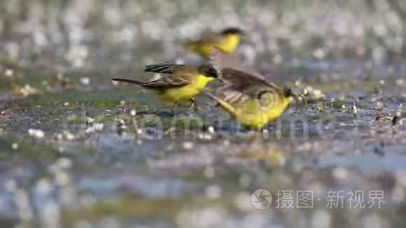 池塘上有黄色的波浪视频