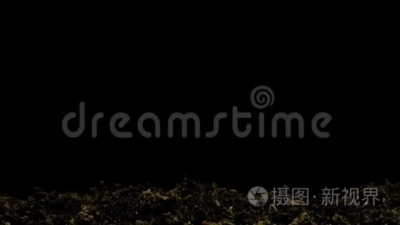 鹰嘴豆种子在黑色背景下萌发视频