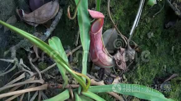 热带食草动物又称猴杯视频