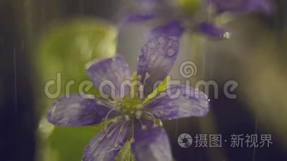 雨中的紫花