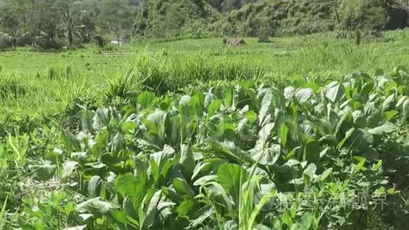 以山地蔬菜和农民住房观田。 印度尼西亚巴厘