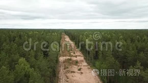 在森林里清除视频