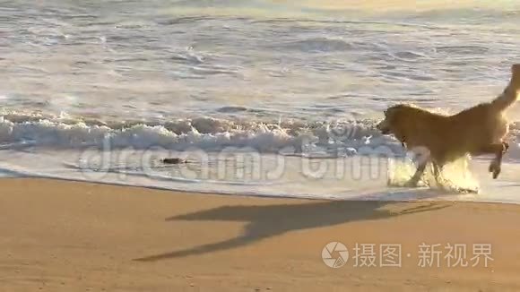 沙滩黄金猎犬追犬玩具视频