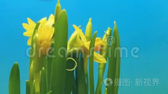 水仙花时间流逝