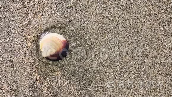 贝壳和海浪视频