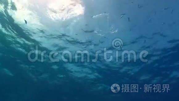 漂浮在海洋中的塑料袋