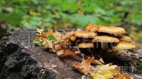 森林蘑菇滑块