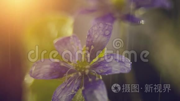 春花，雨中的野花