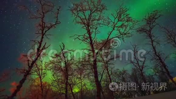 北极光在树木上的美丽运动视频