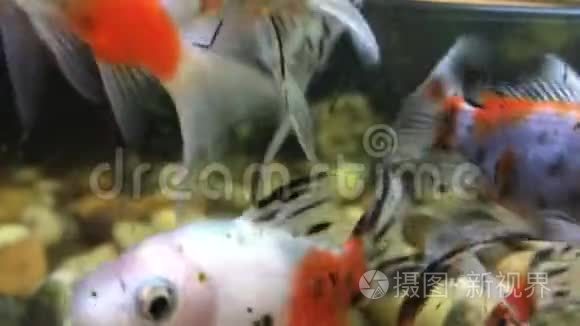 一些金鱼视频