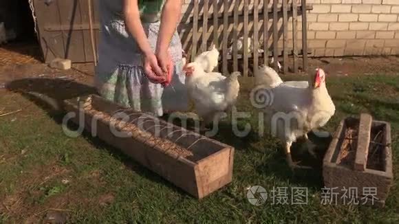 农民女孩用谷物喂养农场肉鸡