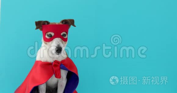 狗杰克罗素超级英雄服装视频