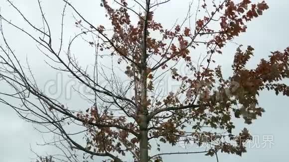 秋天的落叶在停车场随风飘动视频