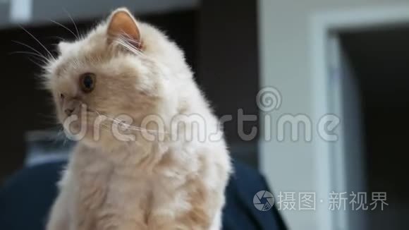 关闭波斯猫大脑袋搜寻人们玩耍视频