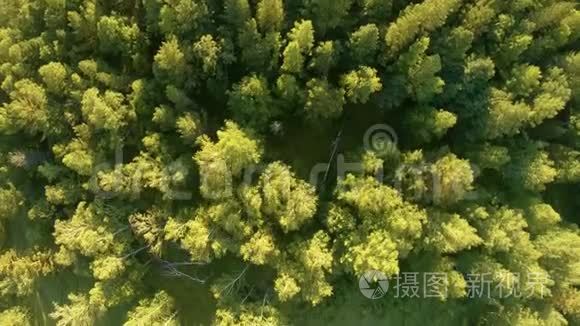 日落时绿地和森林的垂直鸟瞰图视频