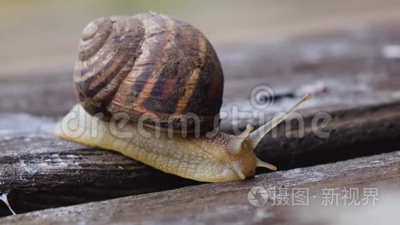 大自然中美丽的蜗牛爬行的宏观..关门