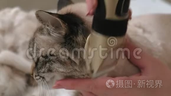 猫毛护理。 宠物护理