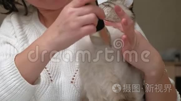 猫毛护理。 宠物护理