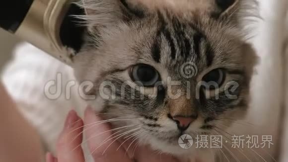 猫毛护理。 宠物护理