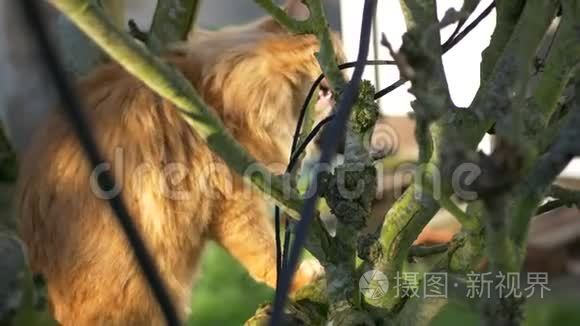 金吉尔汤姆猫在树上视频