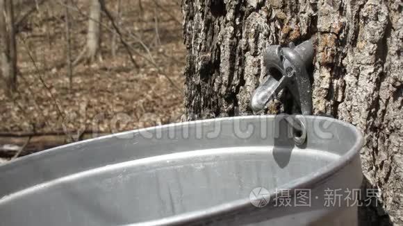 枫树皂滴视频