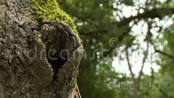 树基的洞视频