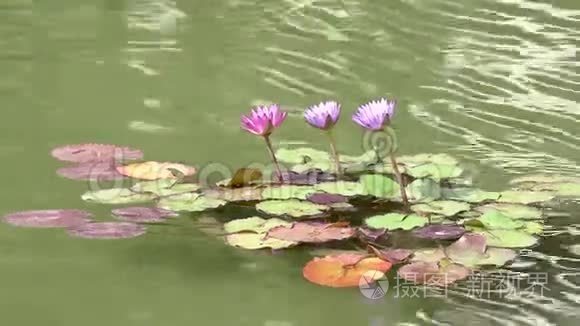 水上花视频