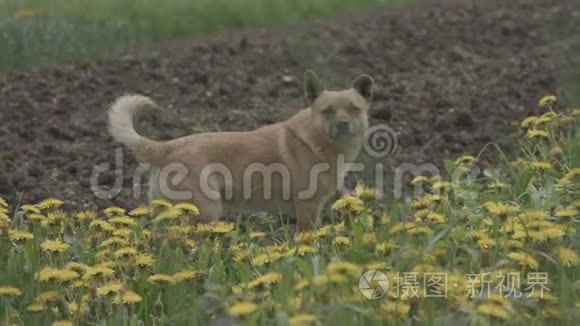 小狗在草地上开着黄色的花视频