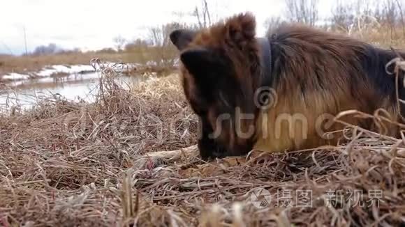 德国牧羊犬视频